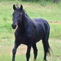 /album/petlink-up/alex-shine-a-220x219-jpg/